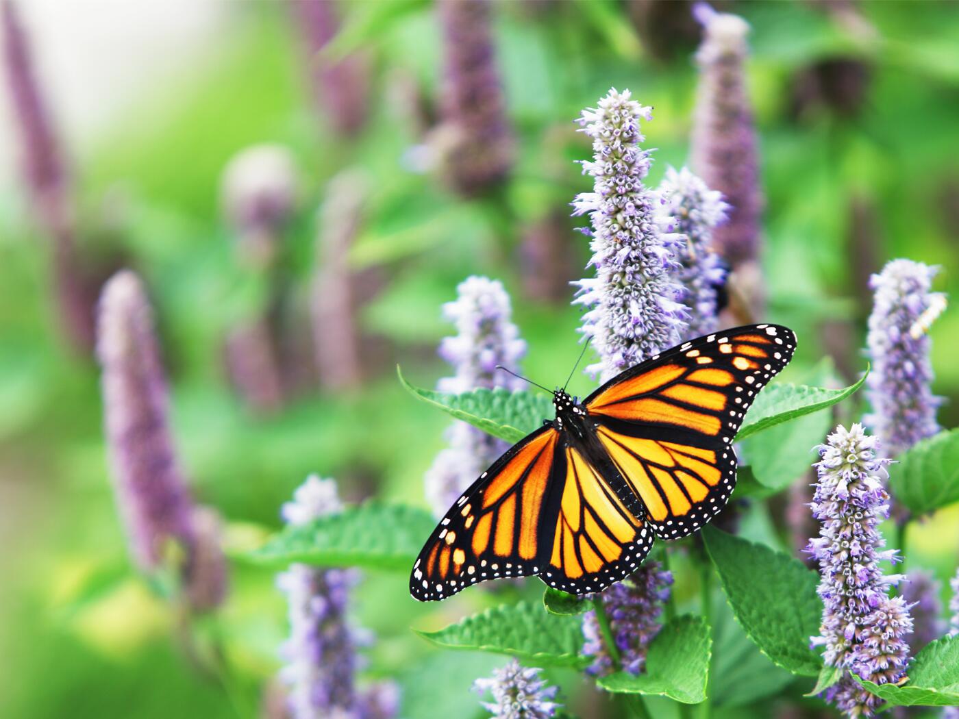 An image of a butterfly on flowers